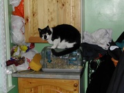 Click for full size picture of jake2