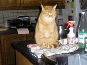 Click for full size picture of jas-purr